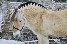 foto de Caballo Fiordo Imagen de Caballo Fiordo