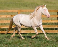 foto de Caballo Hack Imagen de Caballo Hack