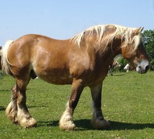 foto de Caballo Comtois Imagen de Caballo Comtois