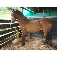 foto de Caballo trotón Imagen de Caballo trotón