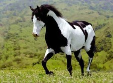 foto de Caballo pinto Imagen de Caballo pinto