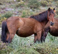 foto de Caballo gallego Imagen de Caballo gallego