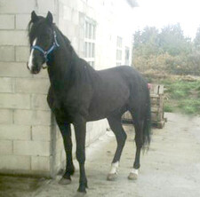 foto de Caballo trotón francés Imagen de Caballo trotón francés
