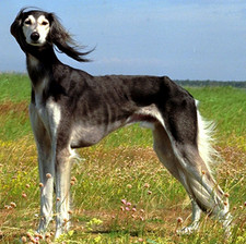 Imagen de Saluki (galgo Persa)