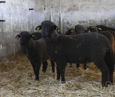 foto de Oveja merina negra Imagen de Oveja merina negra