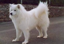 Imagen de Samoyedo