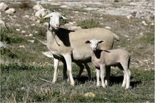 foto de Oveja segureña Imagen de Oveja segureña