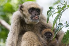 Imagen de Monos araas lanudos