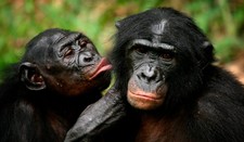 foto de Mono bonobo Imagen de Mono bonobo