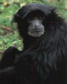 Imagen de Mono siaming