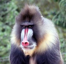Imagen de Mandril