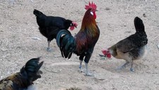 Imagen de Gallina utrerana