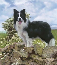 Imagen de Border collie