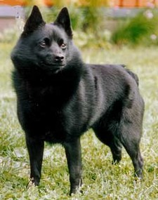 Imagen de Schipperke