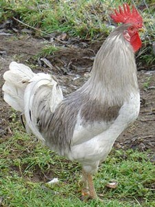 Imagen de Gallo indio de leon