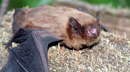 Imagen de Pequeo murcielago marron