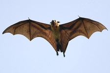 foto de Murcielago zorro volador Imagen de Murcielago zorro volador