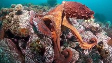 Imagen de Pulpo gigante del pacifico norte