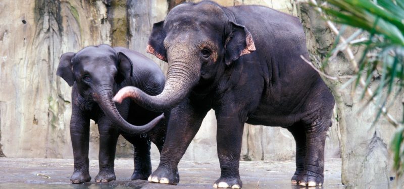 Imagen de Elefante asitico