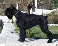 Imagen de Schnauzer Gigante