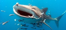Imagen de Tiburon ballena