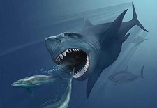 Imagen de Tiburon megalodon