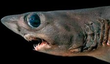 Imagen de Tiburon cocodrilo