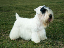 Imagen de Sealyham Terrier