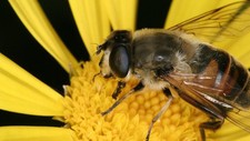 Imagen de Abeja mielera