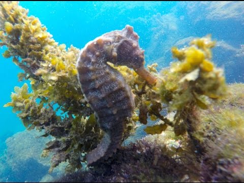 Imagen de Caballito de mar del Pacfico