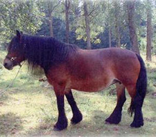 foto de Caballo Sueco del Norte Imagen de Caballo Sueco del Norte