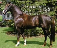 foto de Caballo Oldenburgo Imagen de Caballo Oldenburgo