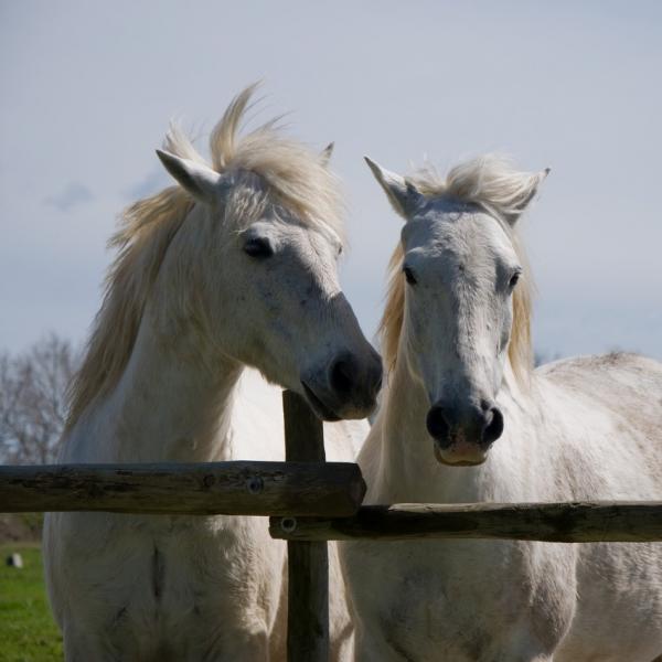 Imagen de Caballo camargues