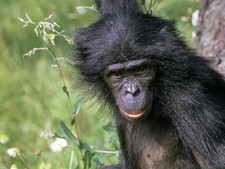 Imagen de Chimpance bonobo