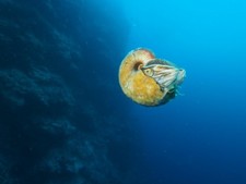 foto de Caracol marino Imagen de Caracol marino