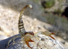 foto de Escorpion dorado Imagen de Escorpion dorado