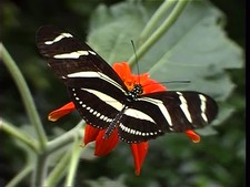 Imagen de Mariposa cebra