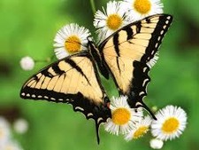 foto de Mariposa tigre Imagen de Mariposa tigre