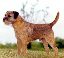 Imagen de Border terrier