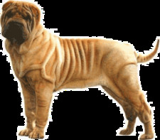 Imagen de Shar Pei