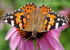foto de Mariposa Vanesa de los cardos Imagen de Mariposa Vanesa de los cardos