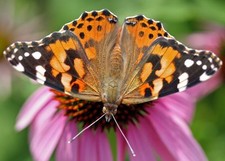 Imagen de Mariposa Vanesa de los cardos