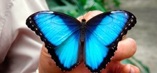foto de Mariposa morpho azul Imagen de Mariposa morpho azul
