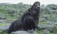 foto de Oso marino artico Imagen de Oso marino artico