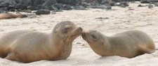 Imagen de Lobo marino de Galapagos