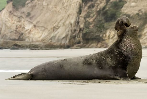 Imagen de Elefante marino del Norte