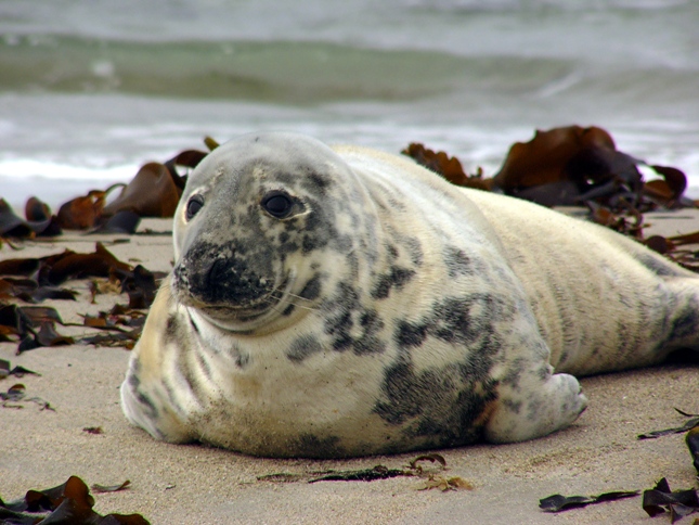 Imagen de Foca gris