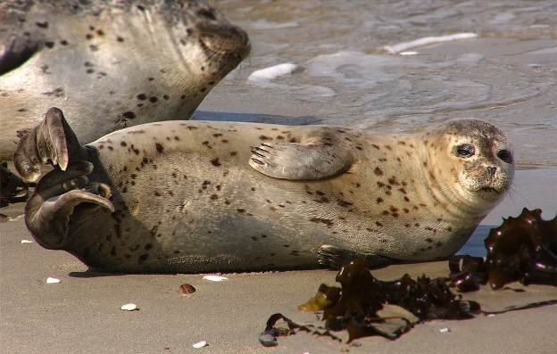 Imagen de Foca comun