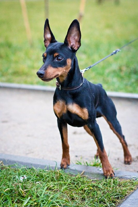 Imagen de Zwergpinscher