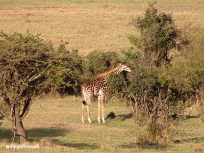 Imagen de Jirafa Masai